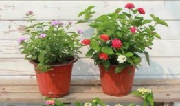 塞拉最新微博爆料视频,精彩瞬间抢先看